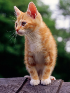 рыжий, котенок, кот, крыша, смотрит, кошка