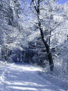 снег, автор, дорога, пейзаж, janek sedlar, холод, деревья, зима