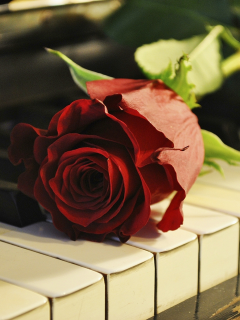 роза, цветок, пианино, рояль, клавиши