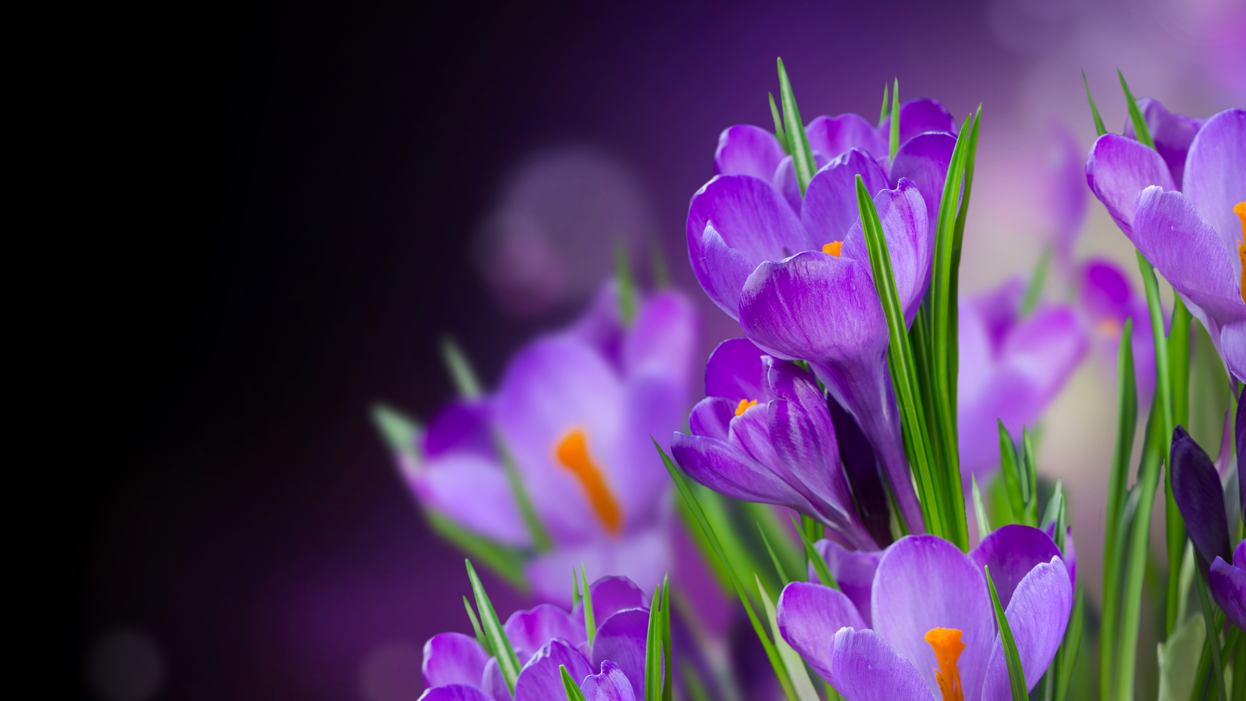 crocus, крокусы, beautiful, flowers, цветы, petals, flower, лепестки