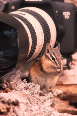 фотик, бурундук, кенон, 7d