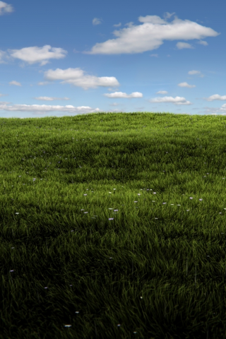 солнце, трава, blender, render, sunshine, grass, field, summer, зелень, небо