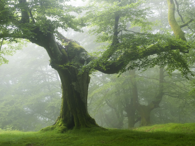 туман, дерево, природа, пейзаж