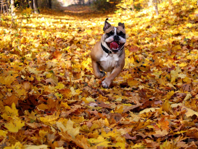 собака, друг, осень, листья, english bulldog