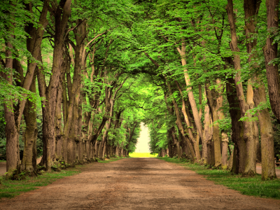 nature, landscape, зеленый, beautiful, green, деревья, trees, road , дороги