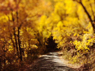 боке, дорога, природа, осень, листва