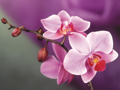 цветок, орхидея, розовый