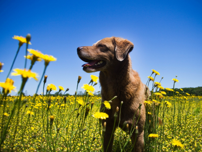 лето, собака, цветы