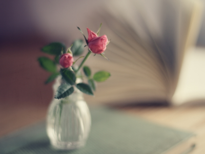 книга, розовые, розы, букет, ваза, фокус