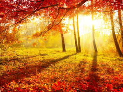 лес, бордовые, трава, природа, листья, осень, деревья