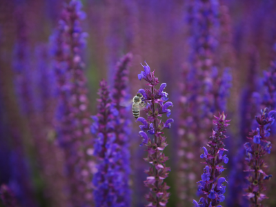 фиолетовые, пчела, макро, шалфей, цветы, сиреневые