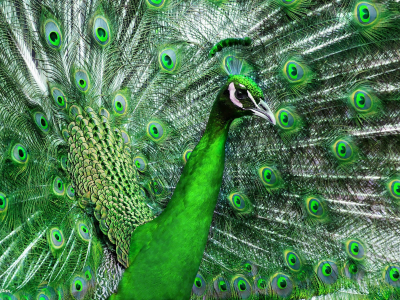 птица, красивый, хвост, перья, павлин, зеленый