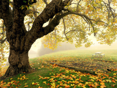 осень, туман, парк, дерево
