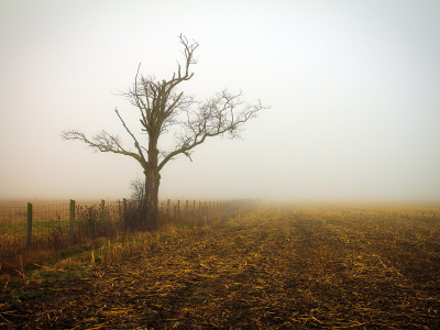 поле, утро, туман, пейзаж