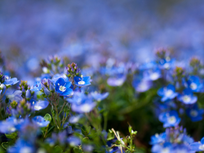 фокус, цветы, голубые, полевые