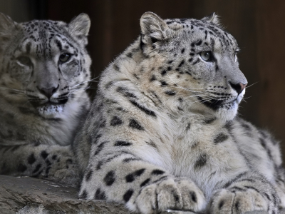хищник, снежный барс, пара, семья, snow leopard, ирбис