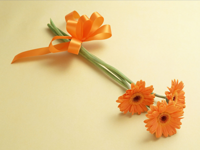 цветы, оранжевый, бантик, герберы