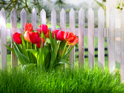 забор, цветы, fence, весна, тюльпаны, трава, spring, grass, nature