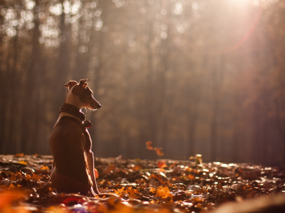 осень, собака, природа