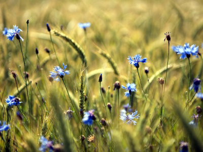 поле, лето, цветы