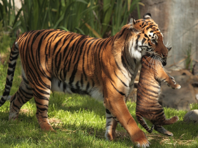 материнство, тигрёнок, тигры