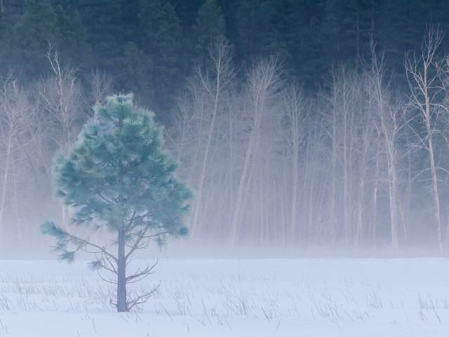 forest, yosemite national park, winter, йосемити, california, trees, meadow, snow, fog, usa