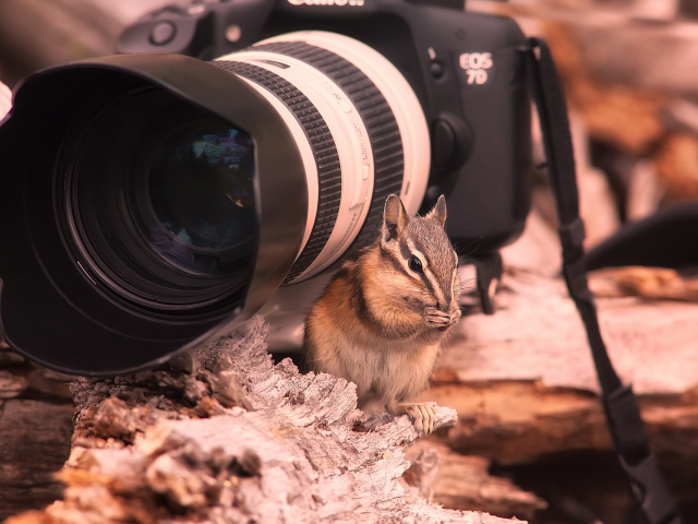 фотик, бурундук, кенон, 7d