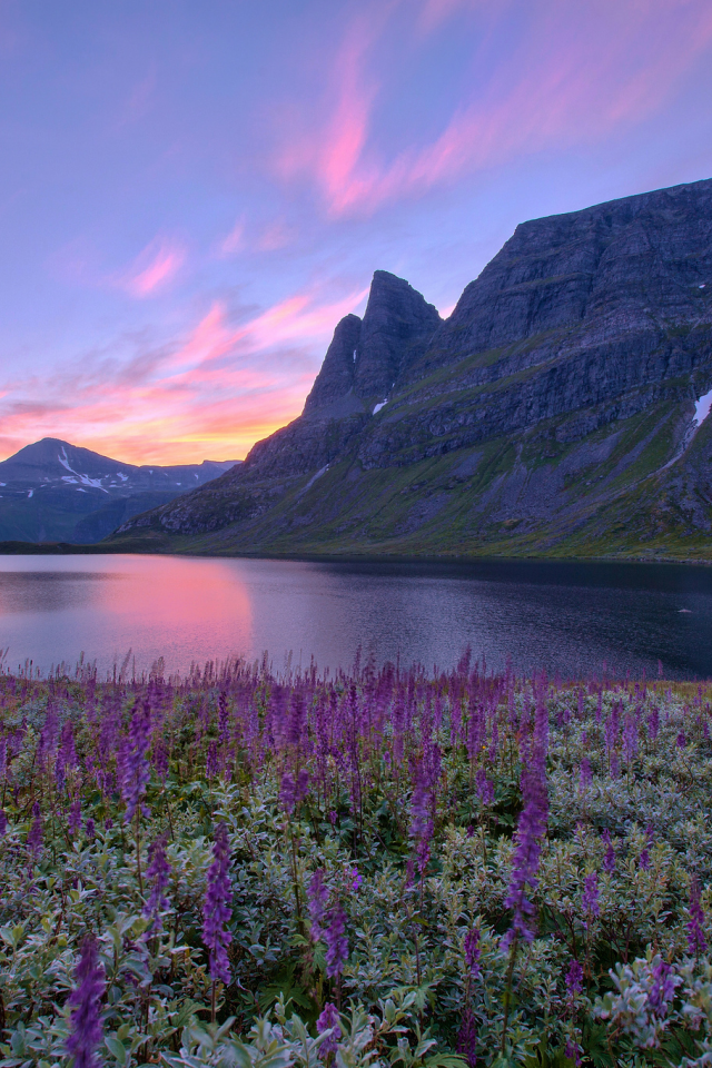 norway, цветы, норвегия, восход, горы, озеро