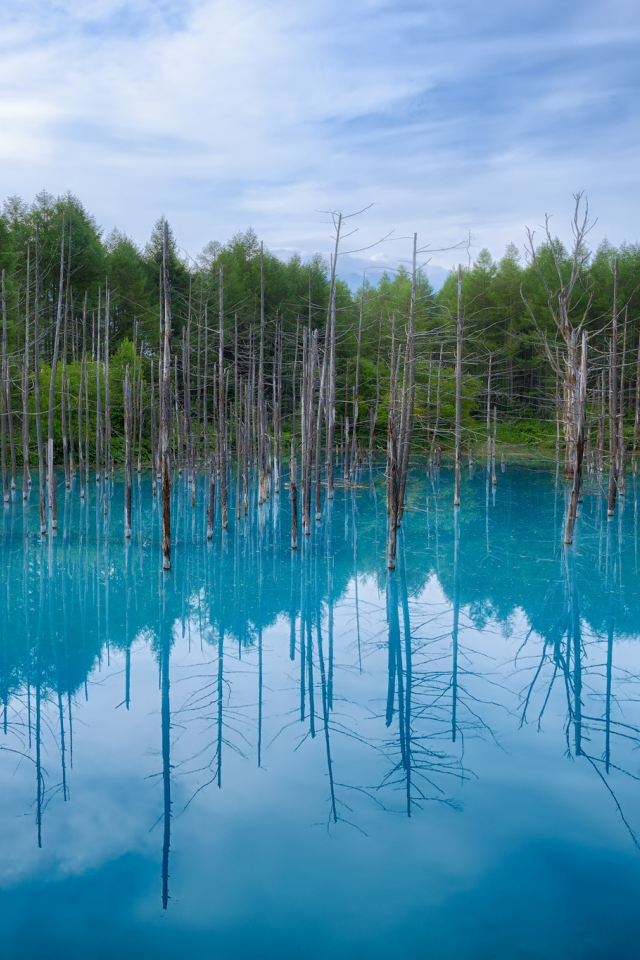 синий пруд, хоккайдо, отражение, деревья, небо, япония