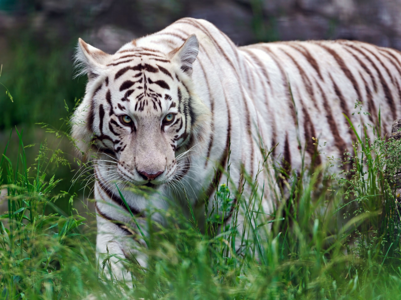 хищник, трава, белый тигр