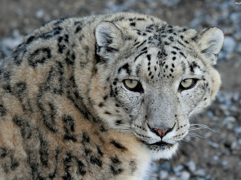 морда, хищник, взгляд, ирбис, snow leopard, снежный барс