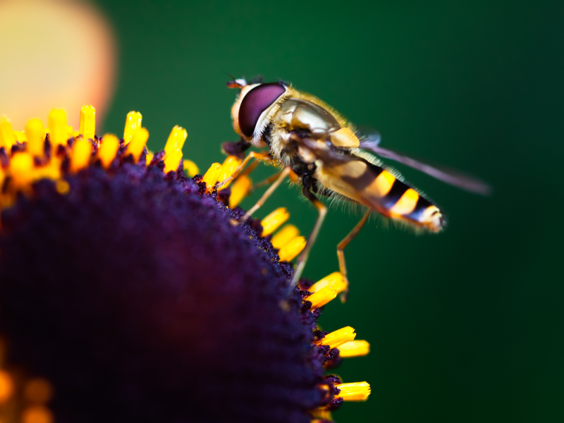 насекомое, flower, краски, цветок, боке, insect, макро, macro, colors