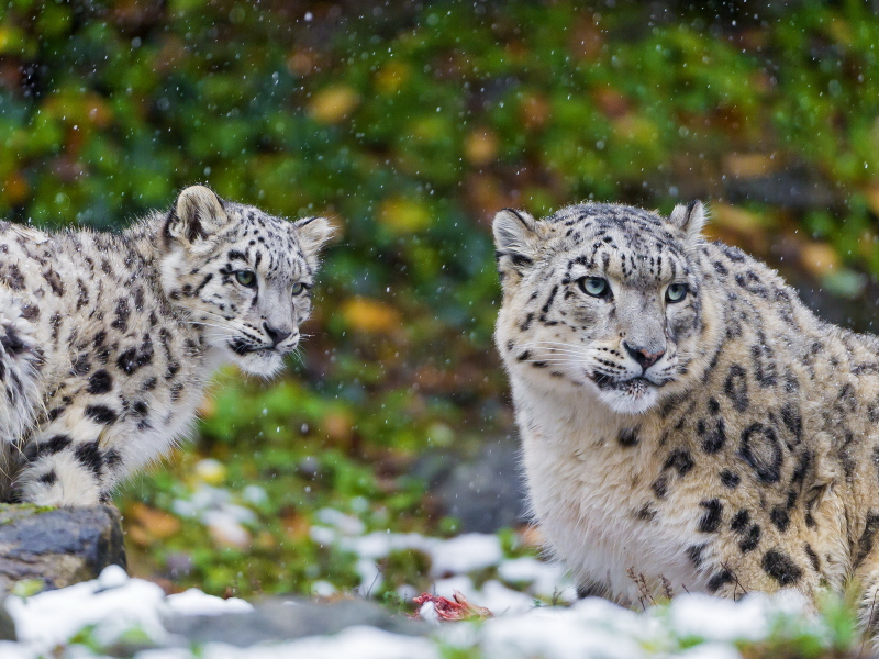 ирбис, хищник, пара, snow leopard, мать, снежный барс, семья