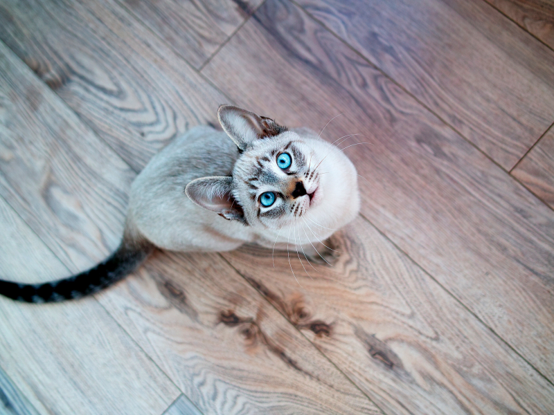 сиамский, мордочка, голубые глаза, кошка, взгляд, кот