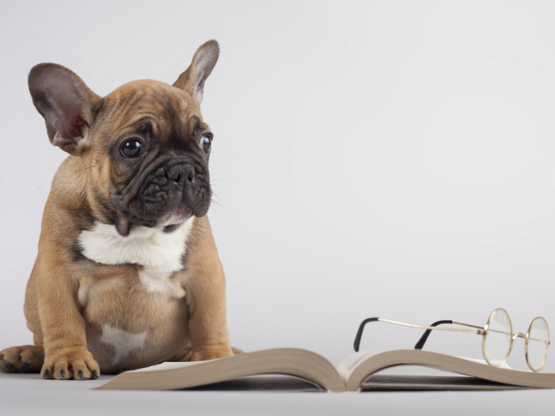 собака, книга, очки