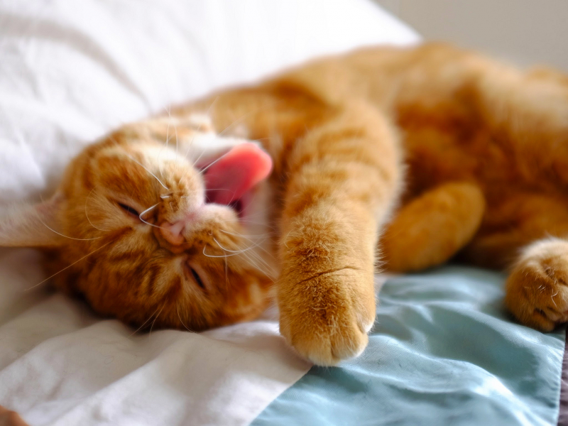 ленивый, язык, кровать, рыжий, усы, лежит, кошка, кот