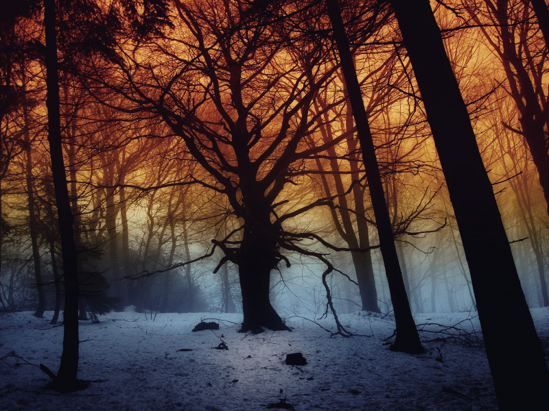forest, dark, fog, snow, trees