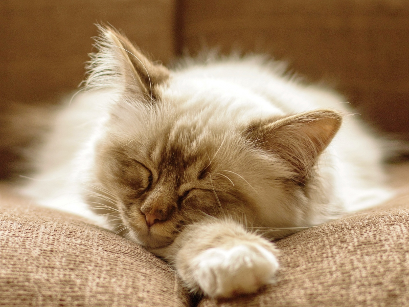 пушистый, котенок, спит, кошка, диван, кот