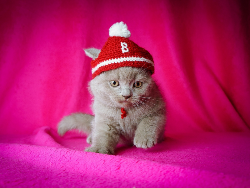 котёнок, розовый фон, шапочка