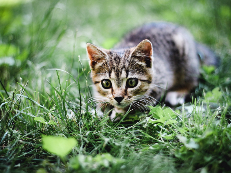 кошка, лето, трава