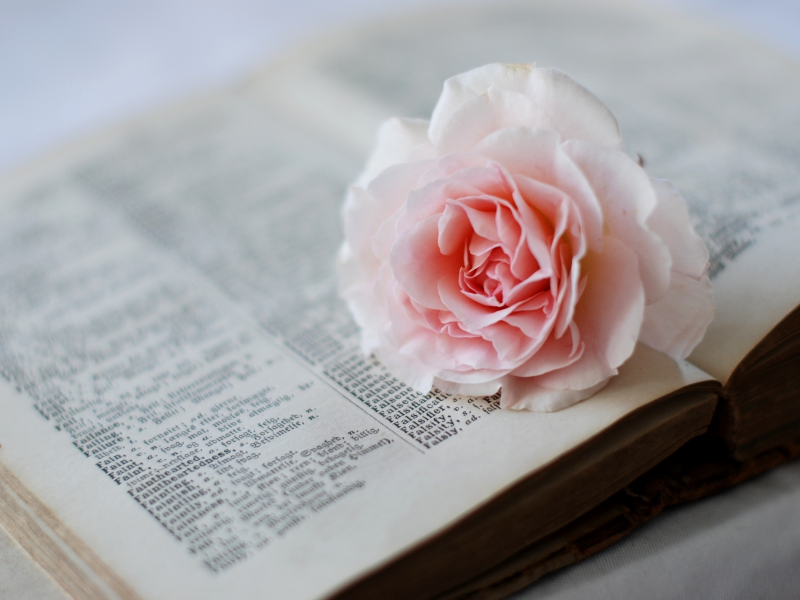 словарь, розовая, цветок, страницы, роза, книга