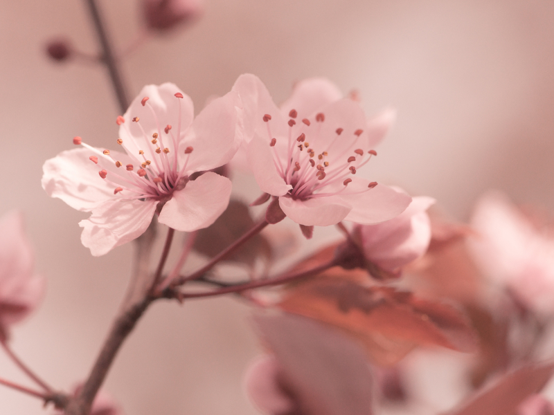 сакура, весна, розовое, цветы, макро