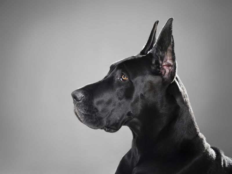 собака, черный, профиль, немецкий дог, порода
