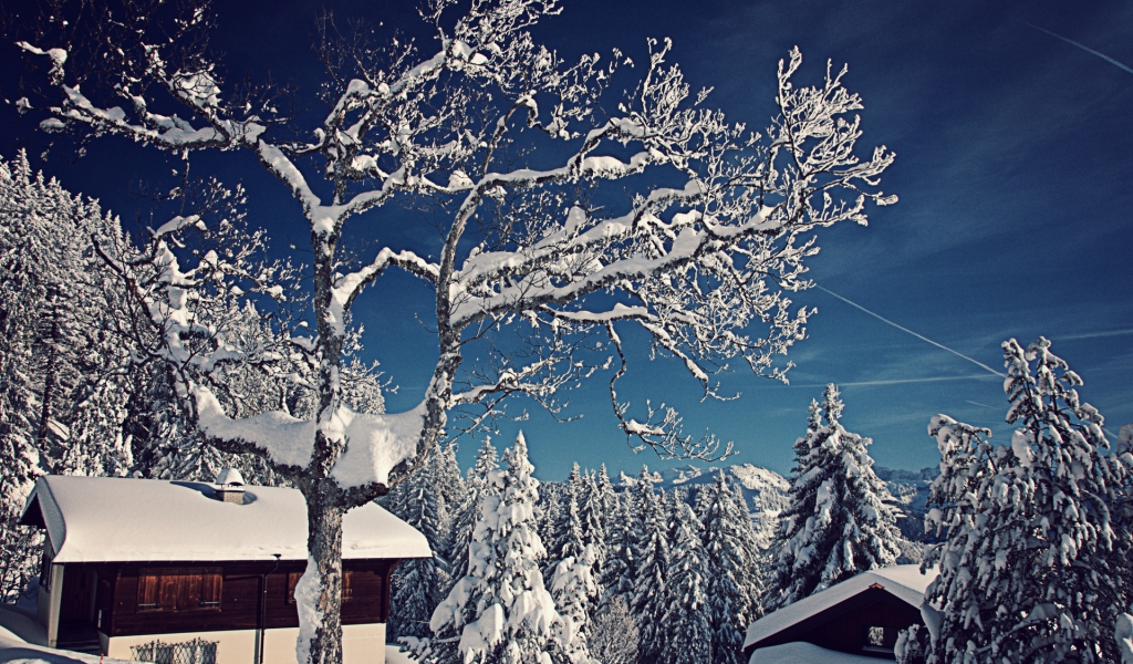 домики, зима, ели, деревья, снег, швейцария, switzerland