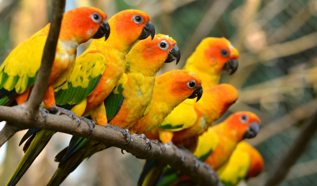 parrots, , багажник,, красивая, , , trunk, beautiful, birds, попугаи, , , 