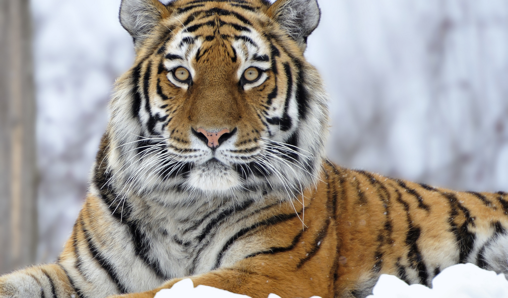 зима, тигр, снег, большая кошка, хищник