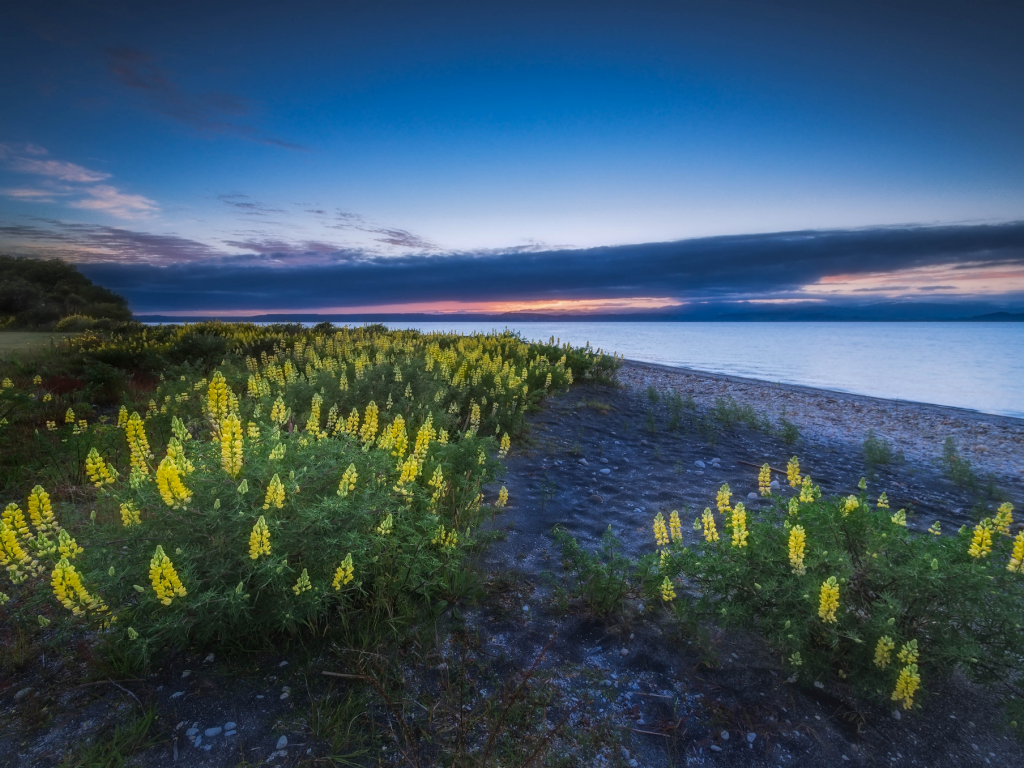 новая зеландия, озеро таупо, цветы, люпин, lake taupo, new zealand