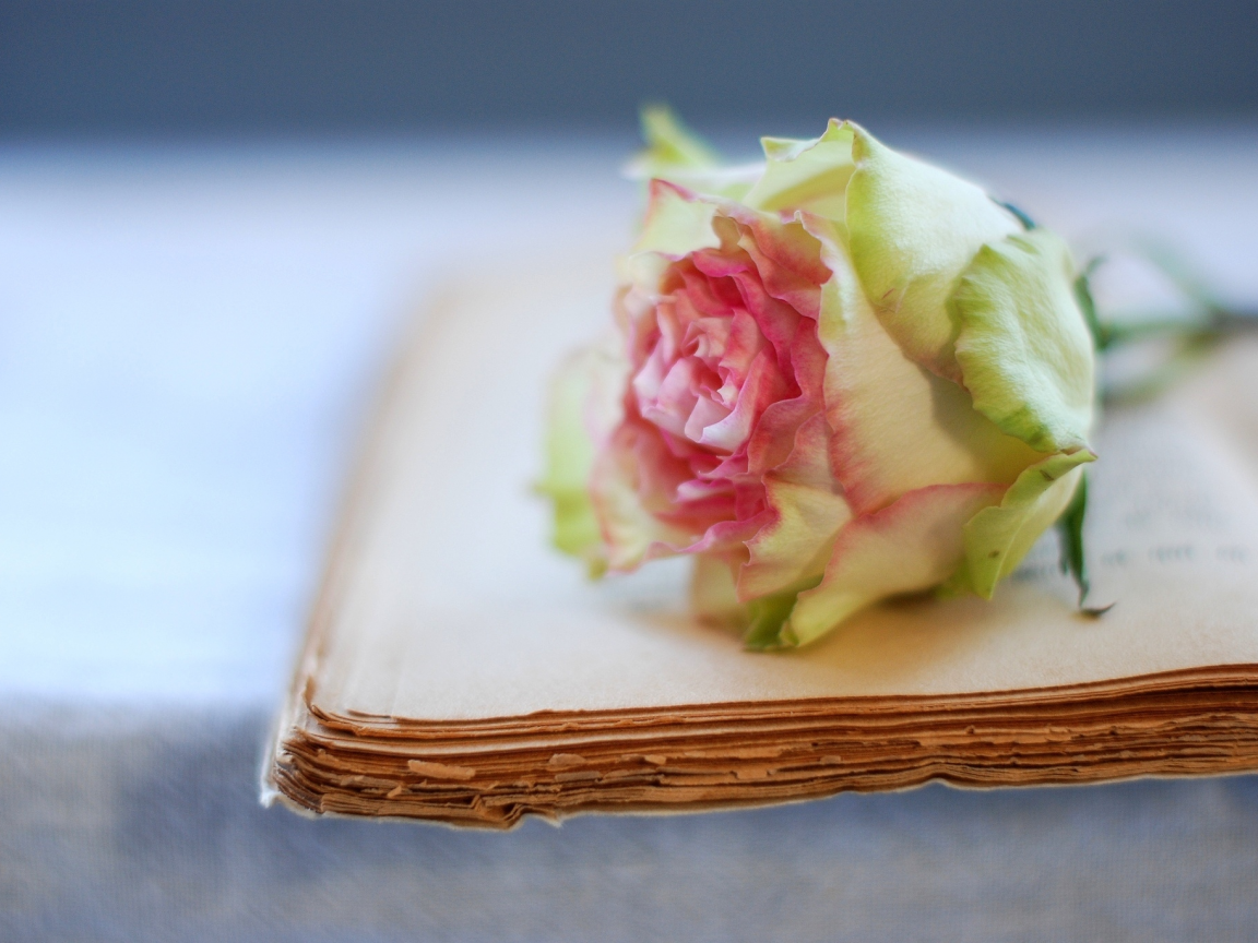 книга, цветок, старая, страницы, роза
