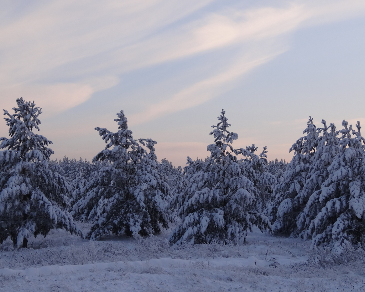 зима, снег, сосновый бор, деревья, сибирь