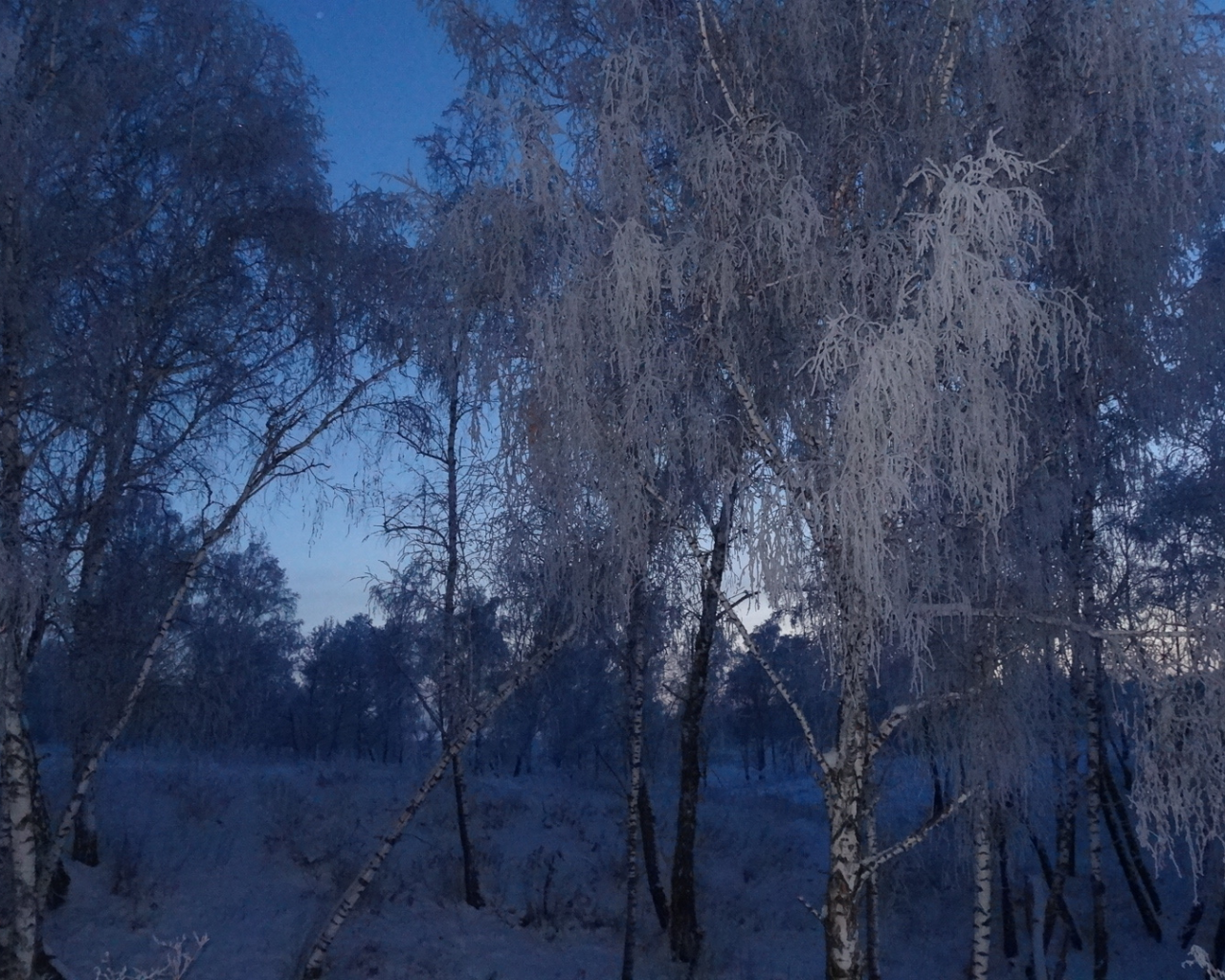 пейзаж, вечер в лесу, сумерки, снег, зимние березы